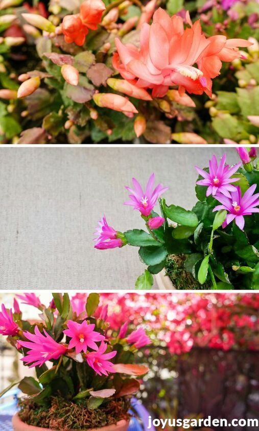 what you need to know about growing an easter cactus