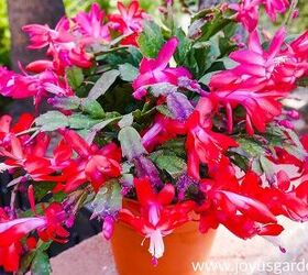 what causes christmas cactus leaves to turn orange