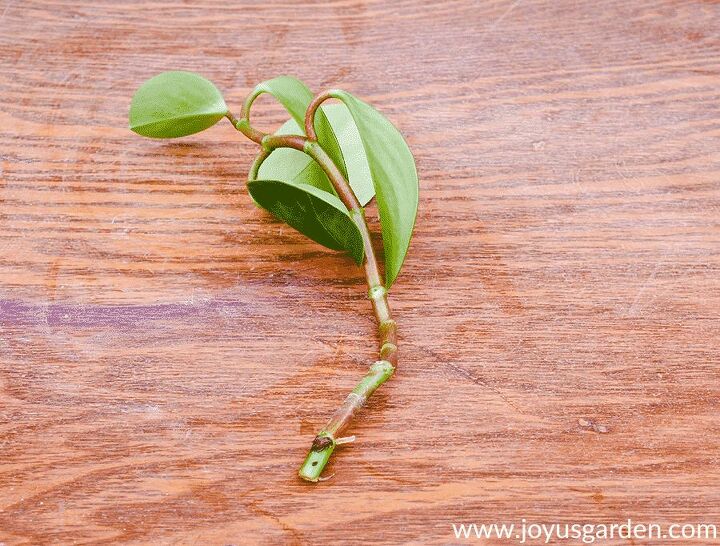 baby rubber plant pruning propagation