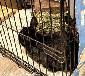 Dog crate bunny clearance cage