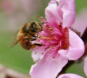 make a bee water station from dollar store finds, Photo by Jeanne Grunert homegardenjoy com