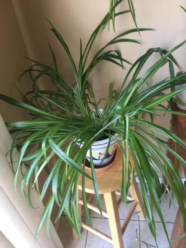 how do i care for this growing spider plant