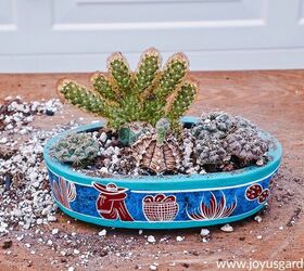 how to make an indoor cactus garden