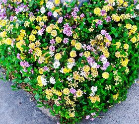 pruning 2 different types of lantana in spring