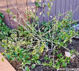 pruning 2 different types of lantana in spring