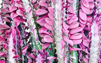  Transplantando uma Euphorbia Trigona: A mistura para usar e um bom truque para saber