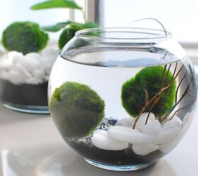 marimo moss ball aquariums the perfect indoor water garden