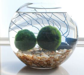 marimo moss ball aquariums the perfect indoor water garden