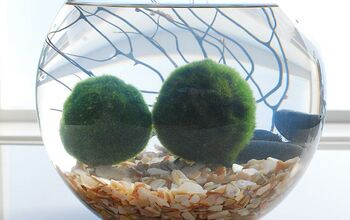 Marimo Moss Ball Aquariums : The Perfect Indoor Water Garden!