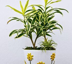 Dracaena Song Of India