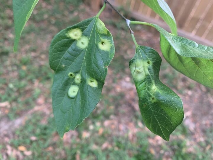 q tree disease