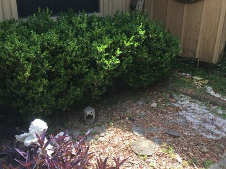 q i have this area in my back yard that needs something but what