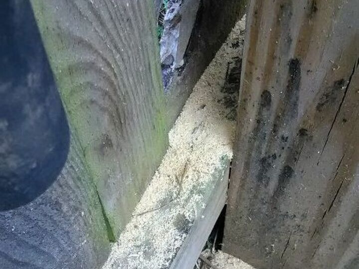 q termites