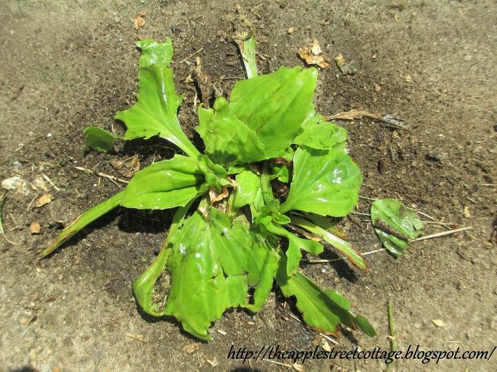 all natural weed killer