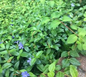 q this vine is taking over my periwinkle vinca how can i get rid of it