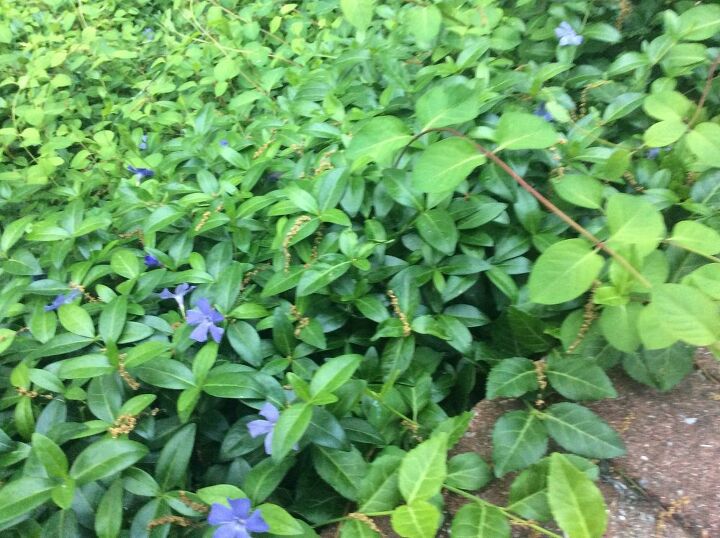 q this vine is taking over my periwinkle vinca how can i get rid of it