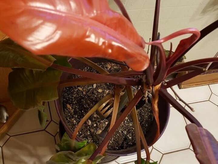 q i have a plant and its leaves sytuggle to come out then they are