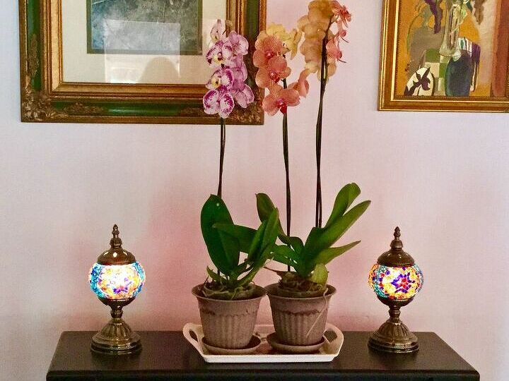 q orchid plant