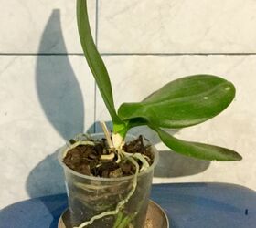 how to transplant these orchids to a hanging basket