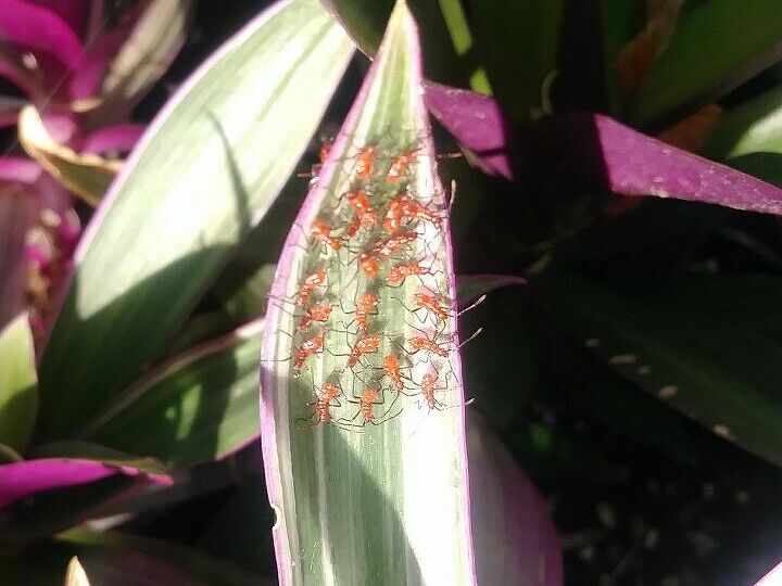 q please can anyone id this bug