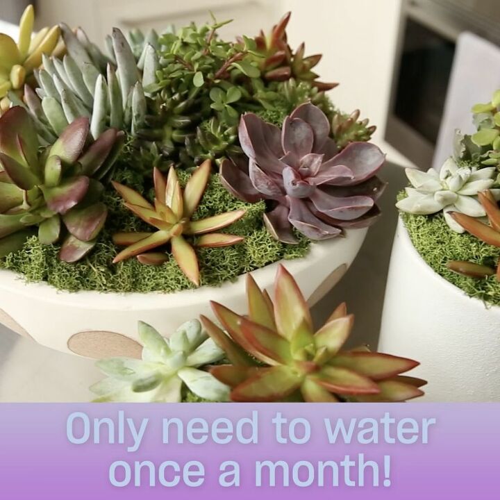 how to make a succulent arrangement