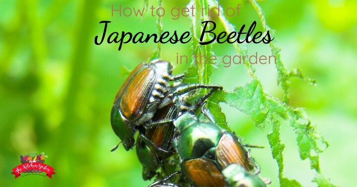 como se livrar de besouros japoneses
