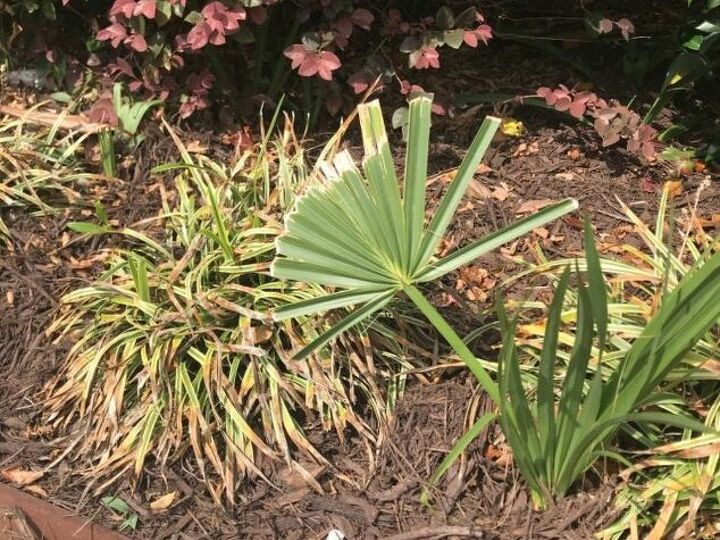 q palm weed