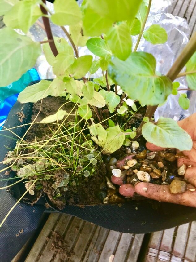 cute little diy old tub pond, Top the soil with stone pebbles