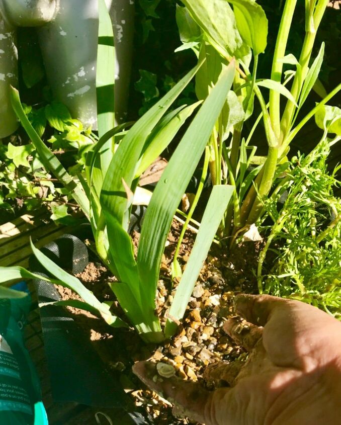 cute little diy old tub pond, Adding more aquatic plants