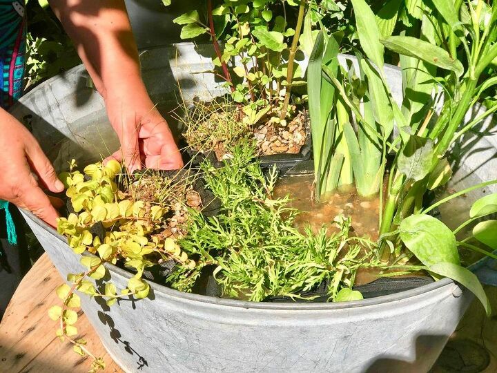cute little diy old tub pond, Adding plants into tub