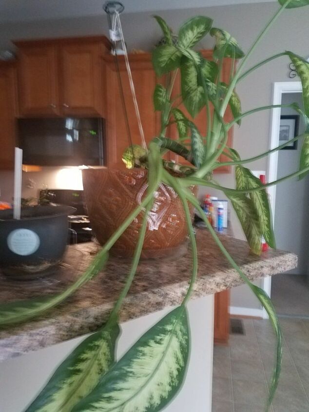 how do i straighten this dumb cane plant