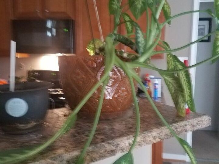 q dumb cane plant