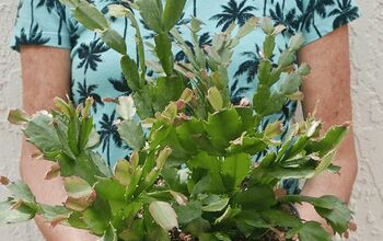 Trasplante de plantas de interior: Cactus de Navidad