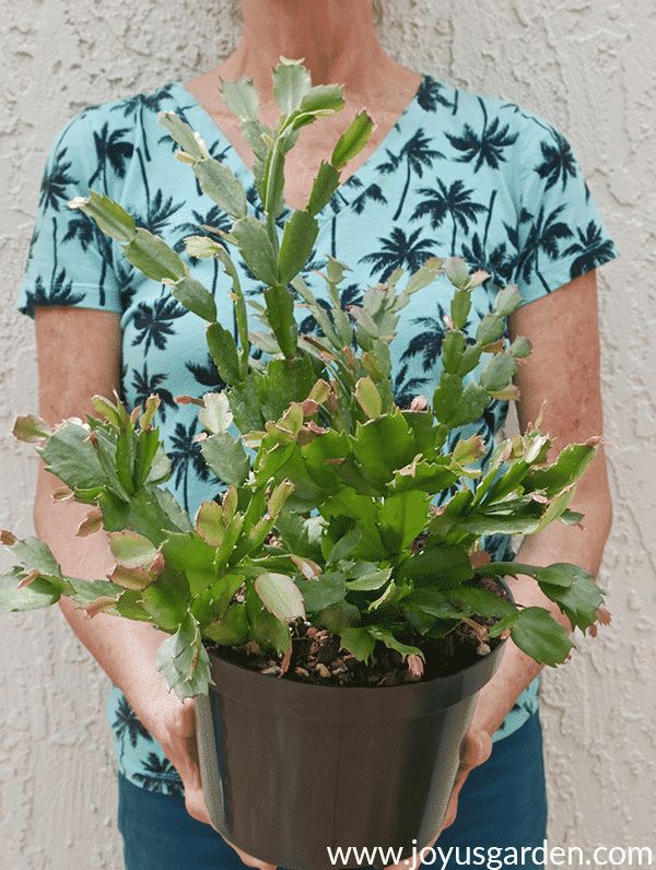 houseplant repotting christmas cactus