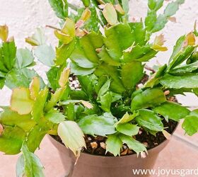 Houseplant Repotting: Christmas Cactus