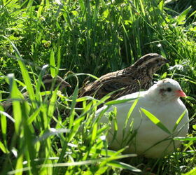 15 helpful homestead tips and tricks to make the most of your yard, Quails A Homesteader s Best Friend