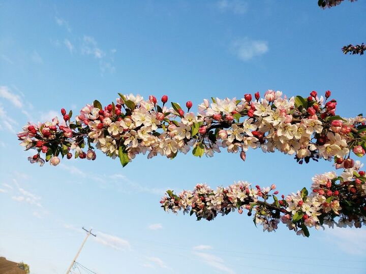 q what is this pretty tree