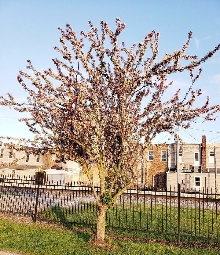 q what is this pretty tree