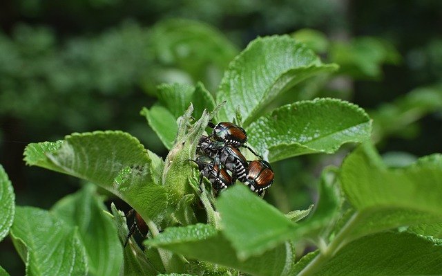 cmo deshacerse de los escarabajos japoneses