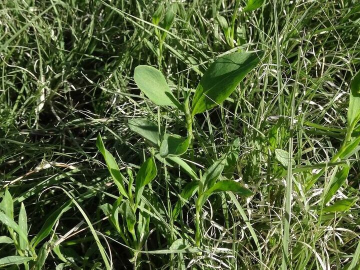 q what is this weed in my lawn