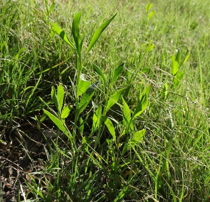 q what is this weed in my lawn