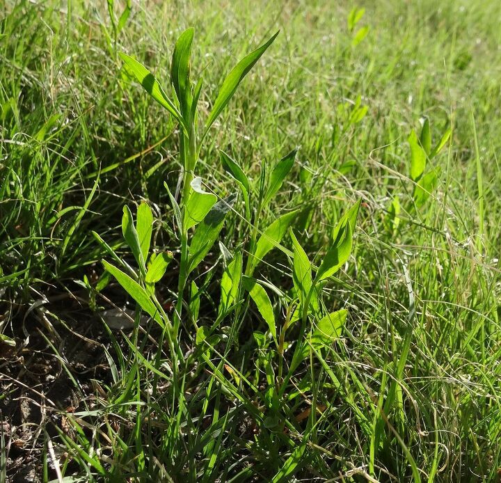 q what is this weed in my lawn