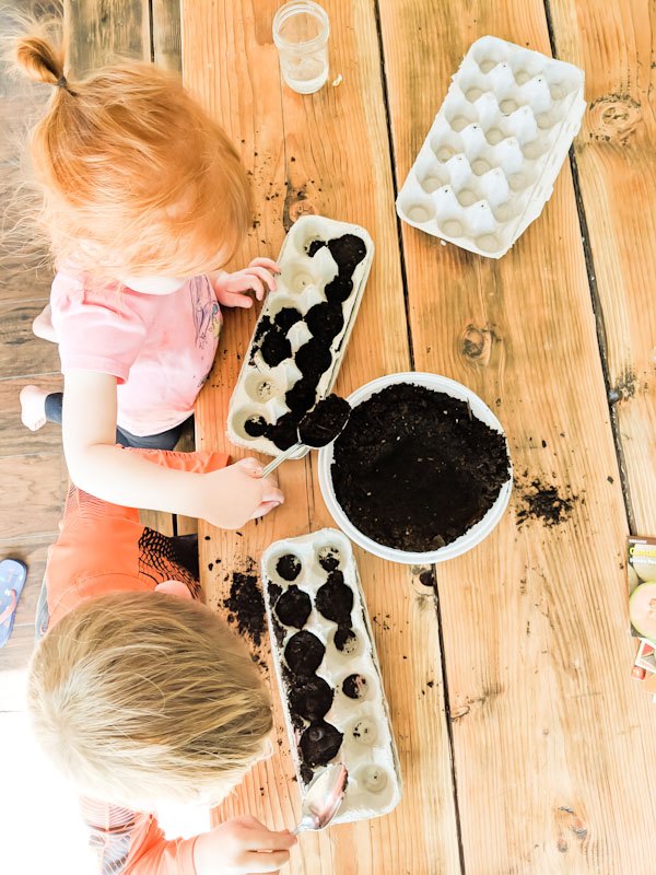 indoor egg carton greenhouse gardening with kids