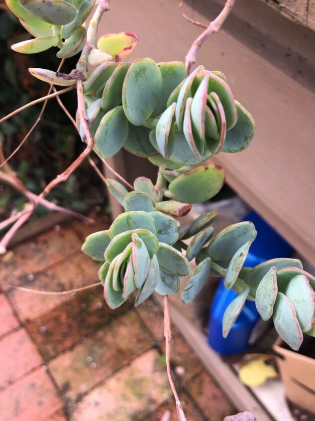 q what is the name of this plant
