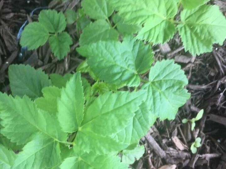 q help getting rid of this weed in my garden