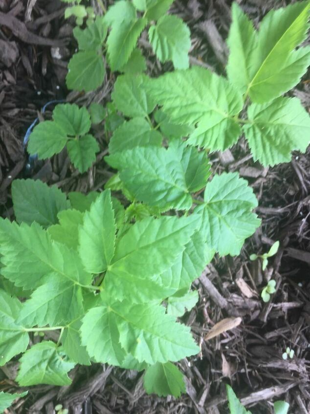 q help getting rid of this weed in my garden