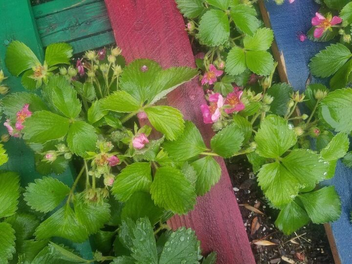 q is these plants strawberry plants