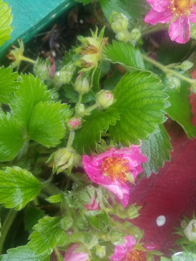 q is these plants strawberry plants