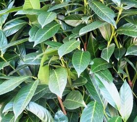 how to plant a hedge laurel