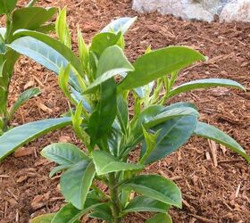 how to plant a hedge laurel